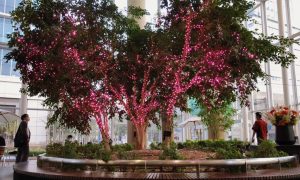 sakura_tool_16-1