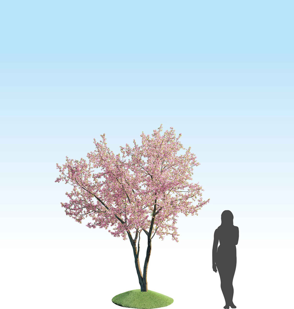 sakura_product_tree04