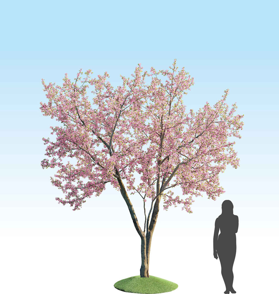 sakura_product_tree05